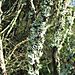 Moss