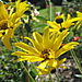 Mission_flowers1