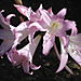 Mission_flowers2