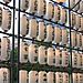 Shinjuku_lanterns1