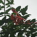Flowers_in_the_rain