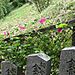 Nara_flowers_and_markers1