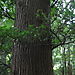 Ryoanji_garden1