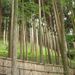 Proud_forest