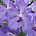 Orchids3