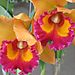 Orchid_farm1