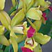 Orchids2