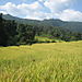 Karen_village_rice_field