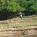 Rice_terrace