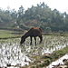 Thirsty_horse