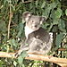 Koala2