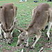 2_kangaroos