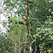 Lorikeets