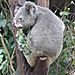 Koala1