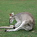 Kangaroo2
