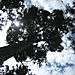 Up_in_the_trees