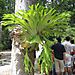 Elkhorn_fern