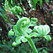 Native_fern