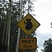 Koala_crossing2