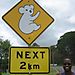 Koala_crossing1