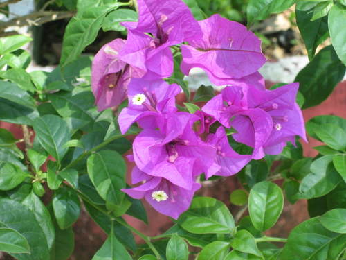 Tbm_flower
