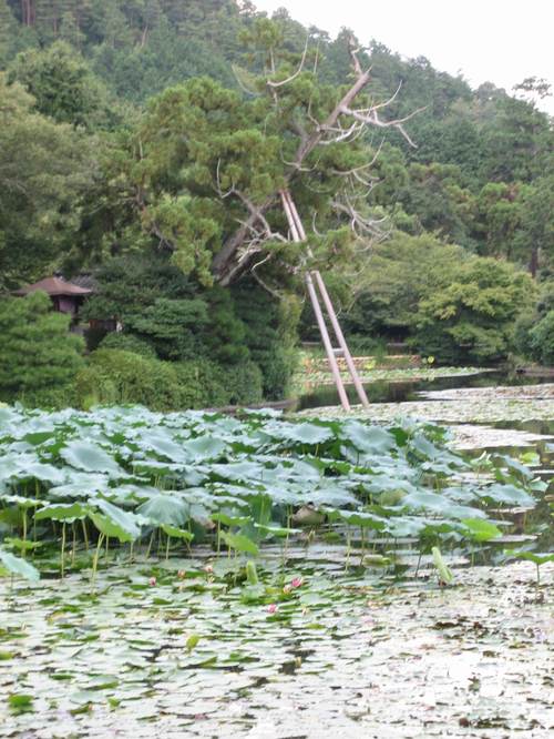 Ryoanji_garden2