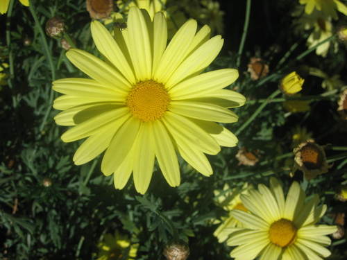 Flower_in_the_sun